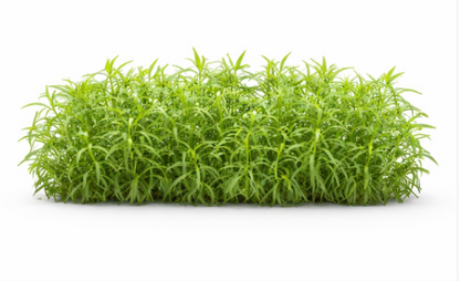Russian Tarragon 68