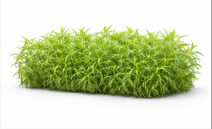 Russian Tarragon 68