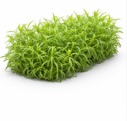 Russian Tarragon 68
