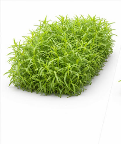 Russian Tarragon 68