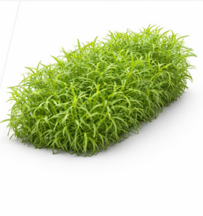 Russian Tarragon 68