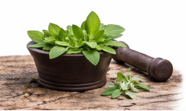 Sage