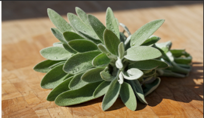 Sage