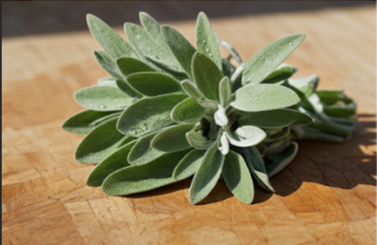 Sage
