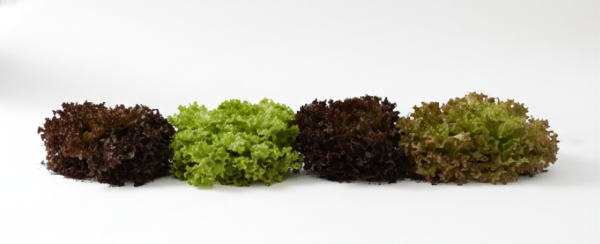 Salanova Foundation Lettuce Seed