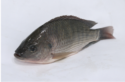 Medium Fish