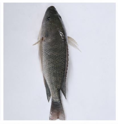 Medium Fish