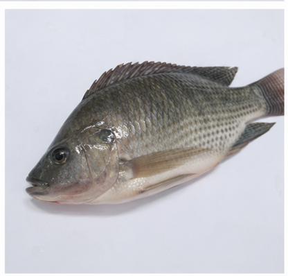 Medium Fish
