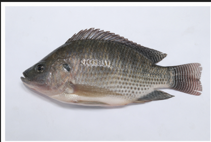 Medium Fish