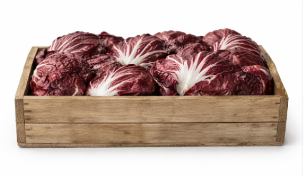 Speeder – (F1) Radicchio