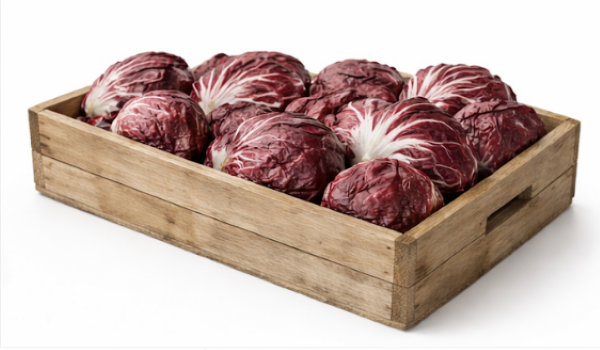 Speeder – (F1) Radicchio