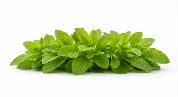 Stevia Rebaudiana Herb
