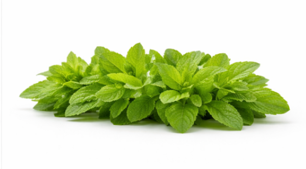 Stevia Rebaudiana Herb