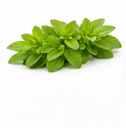 Stevia Rebaudiana Herb