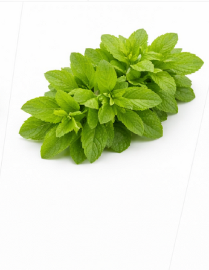 Stevia Rebaudiana Herb