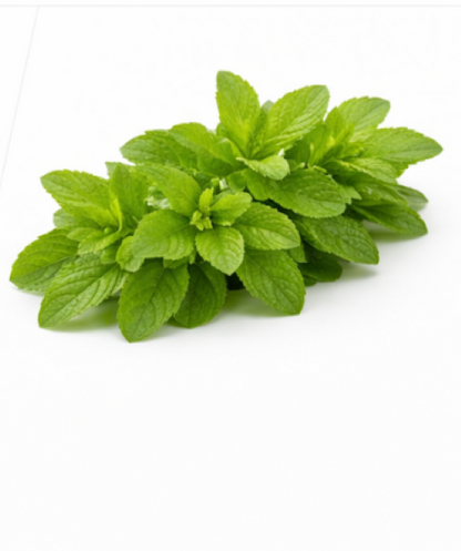 Stevia Rebaudiana Herb