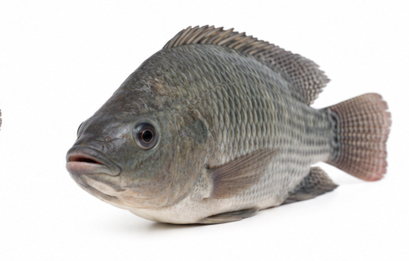 Small Medium Fish