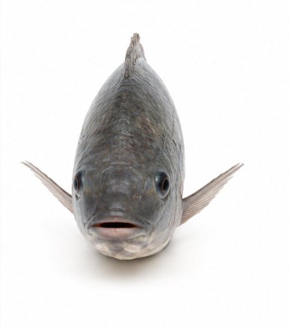 Small Medium Fish