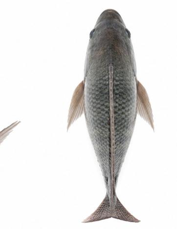 Small Medium Fish