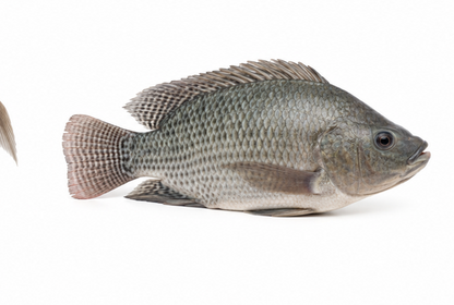 Small Medium Fish