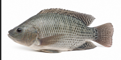 Small Medium Fish