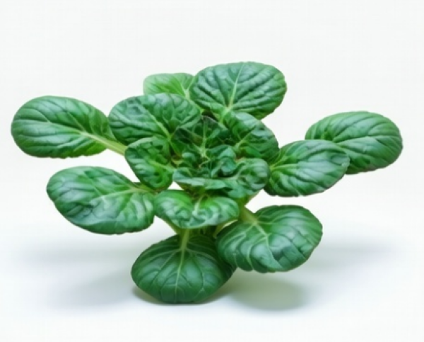 Tatsui Cabbage (Chinese) Mustard Spinach