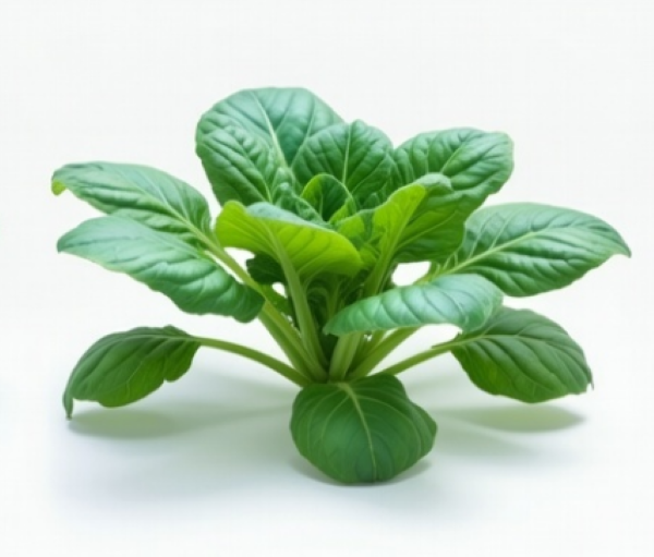Tatsui Cabbage (Chinese) Mustard Spinach