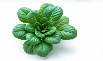 Tatsui Cabbage (Chinese) Mustard Spinach