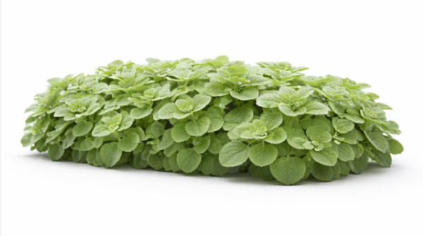 Thyme
