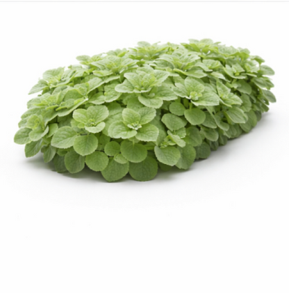 Thyme