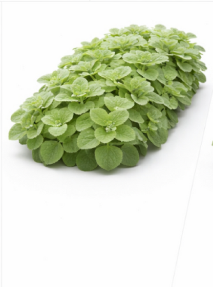 Thyme