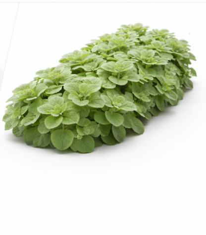 Thyme