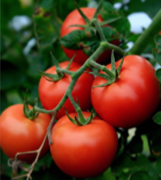 Tomato Novosadski Jabucar