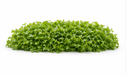 Uber Watercress