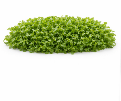 Uber Watercress
