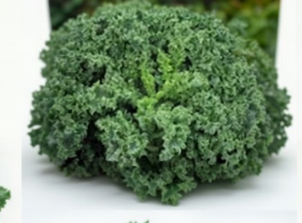 Westlandse Winter – Organic