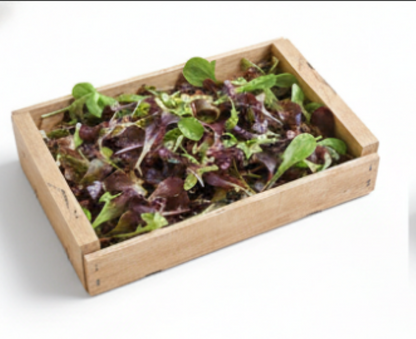 Wildfire Lettuce