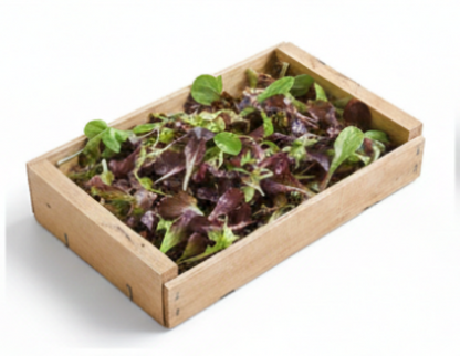Wildfire Lettuce