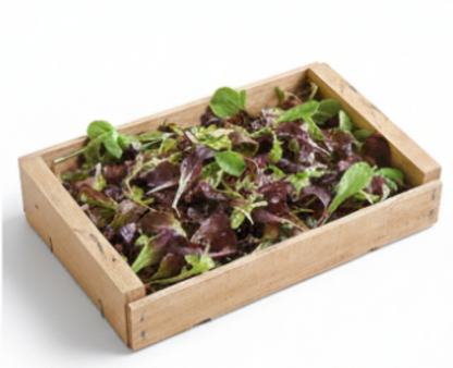 Wildfire Lettuce