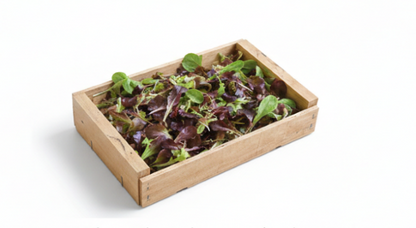 Wildfire Lettuce