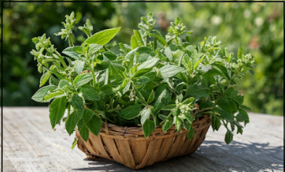 "zaatar" Wild thyme
