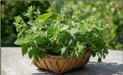 "zaatar" Wild thyme