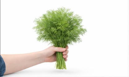 Curly-Leaf Parsley