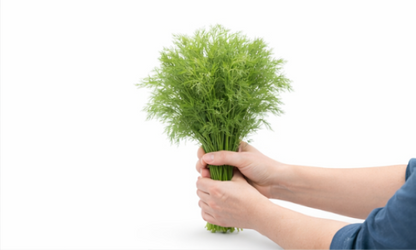 Curly-Leaf Parsley