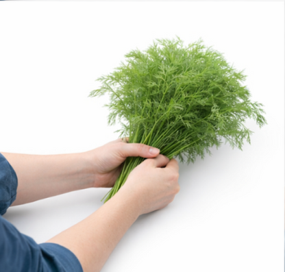 Curly-Leaf Parsley