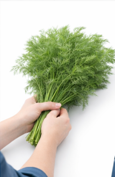 Curly-Leaf Parsley